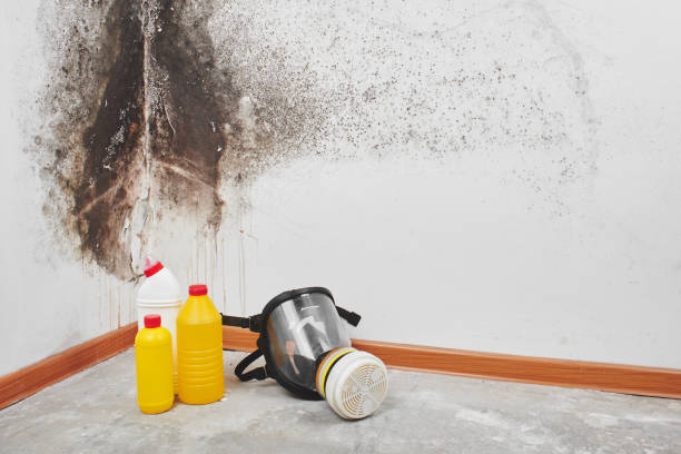 Best Mold Remediation for Specific Building Types in Crowley, LA