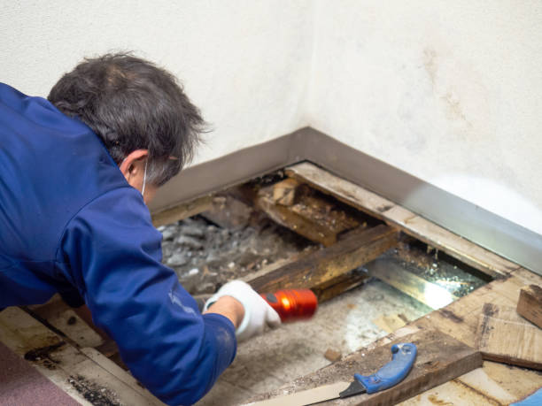 Best Residential Mold Remediation in Crowley, LA