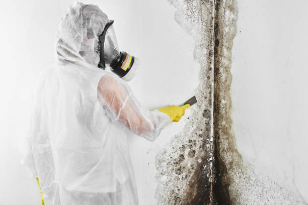 Best DIY Mold Remediation Support Services in Crowley, LA