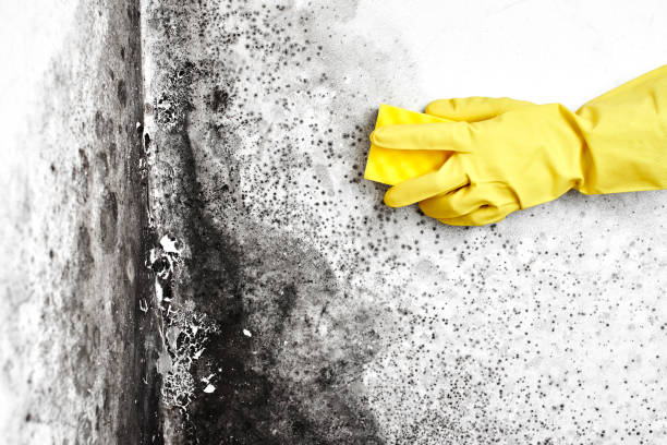 Best Commercial Mold Remediation in Crowley, LA