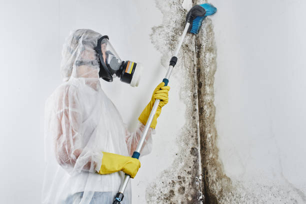 Best Crawl Space Mold Remediation in Crowley, LA