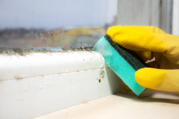 Best Basement Mold Remediation in Crowley, LA