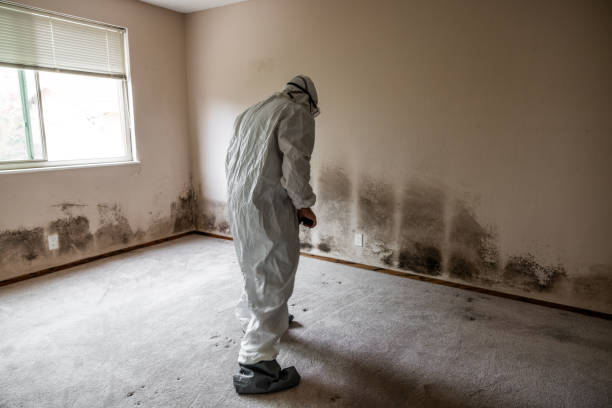 Best Black Mold Remediation in Crowley, LA